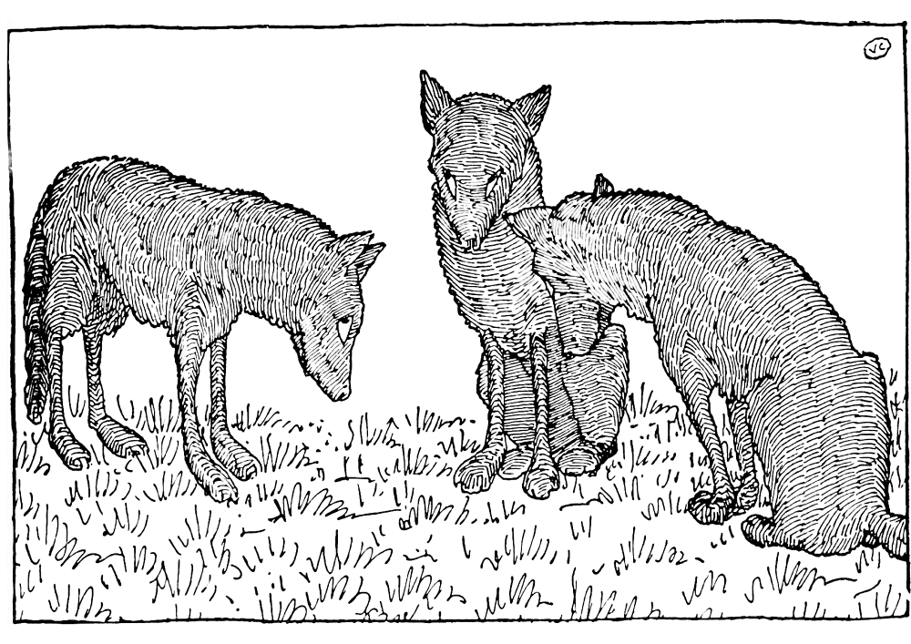 Desenho de Cabras para colorir