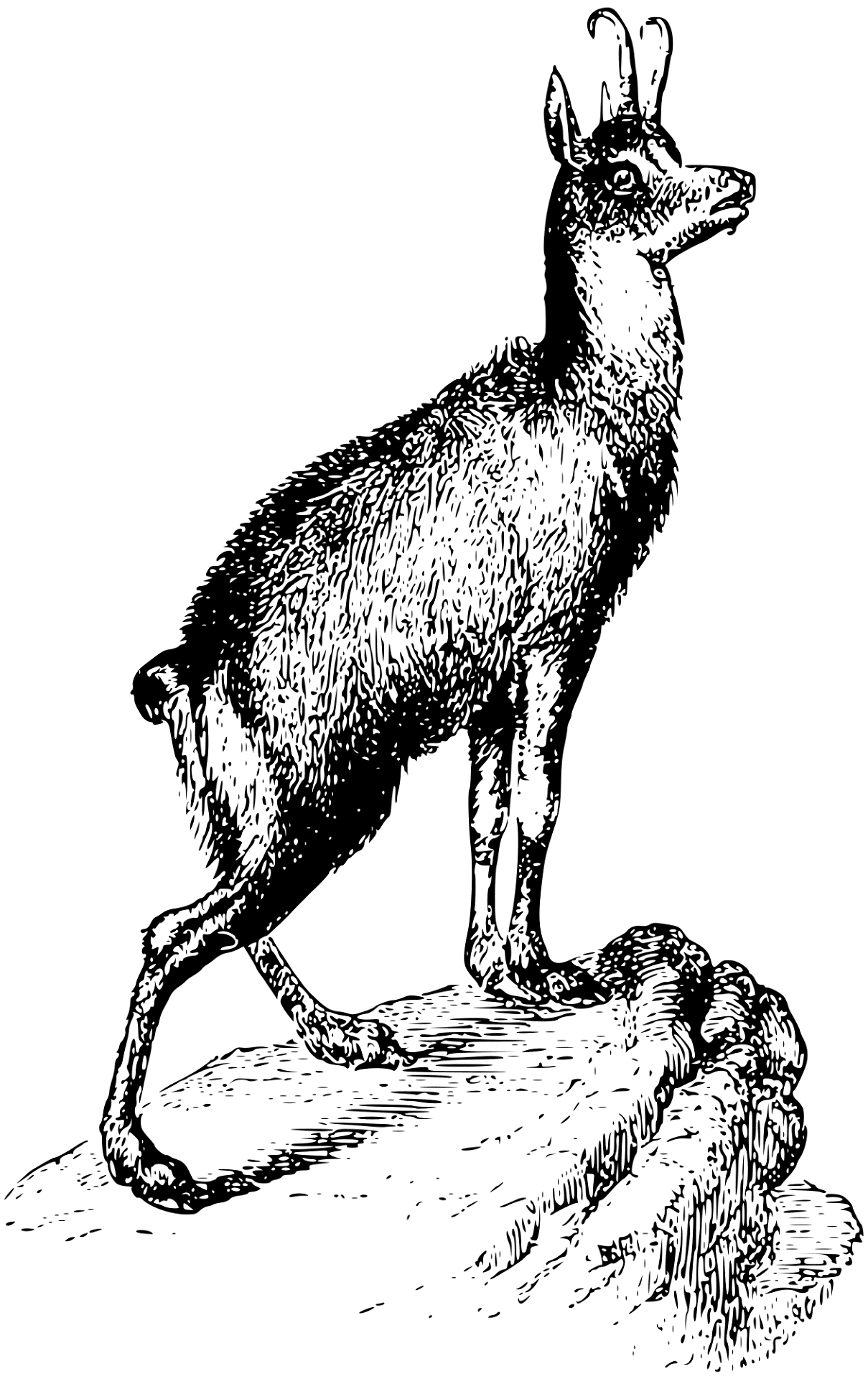 Desenho de Cabras para colorir