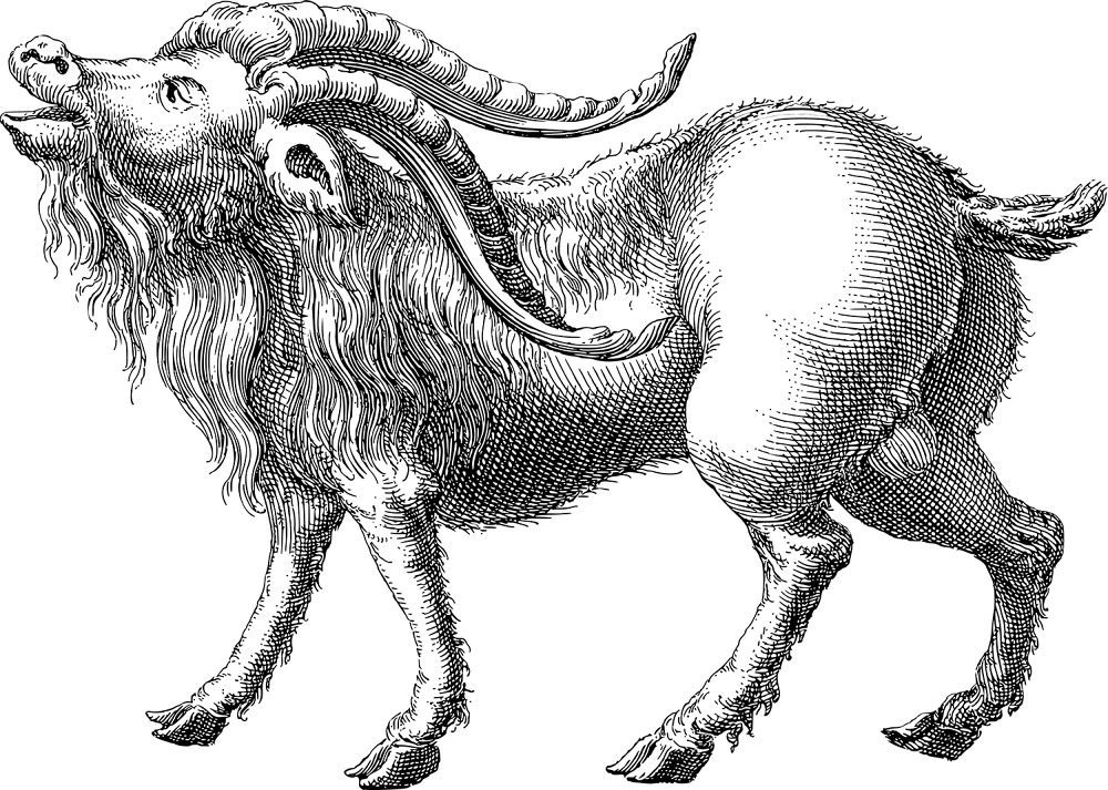 Desenho de Cabras para colorir