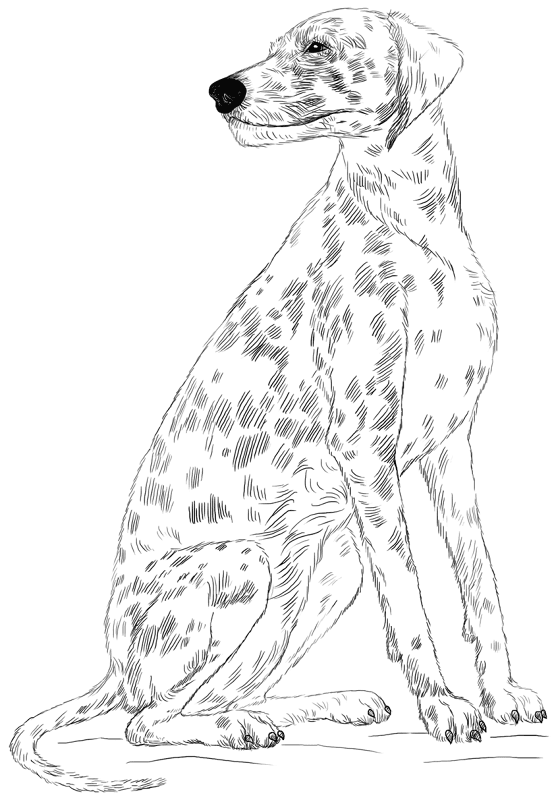 Desenho de Cachorros para colorir e imprimir: número 10