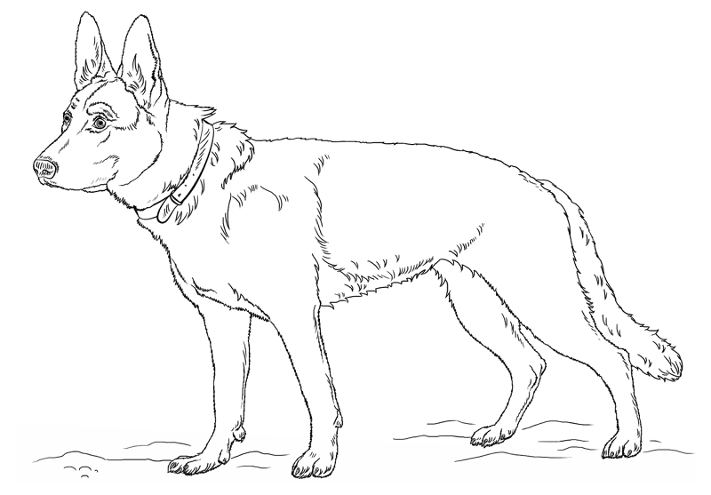 Desenho de Cachorros para colorir e imprimir: número 11