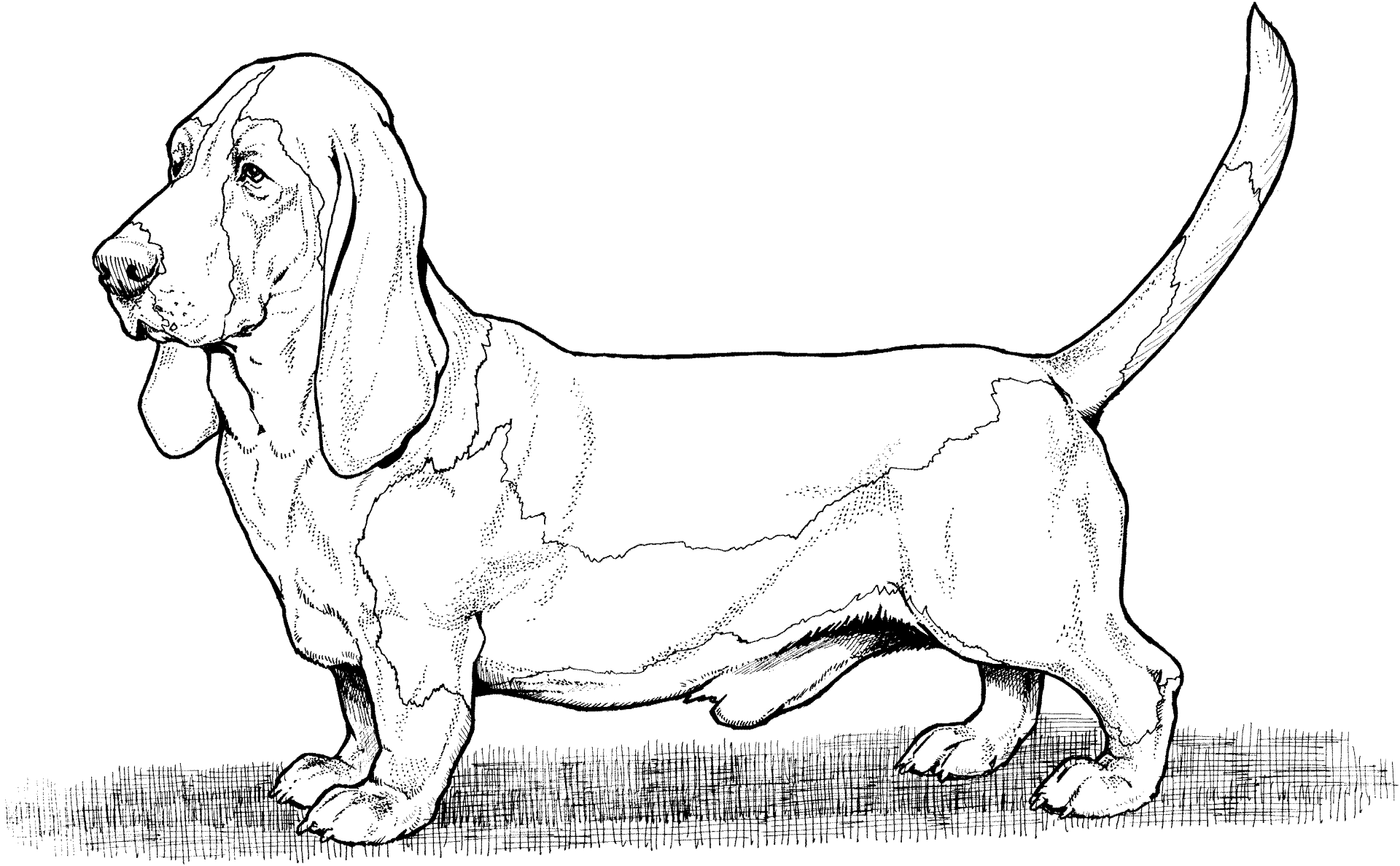 Desenho de Cachorros para colorir e imprimir: número 14