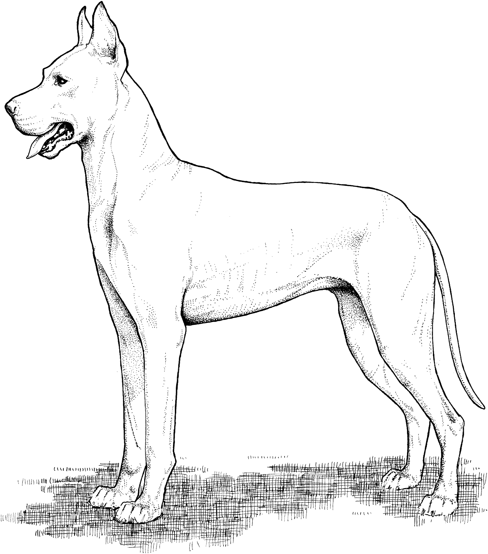 Desenho de Cachorros para colorir e imprimir: número 15