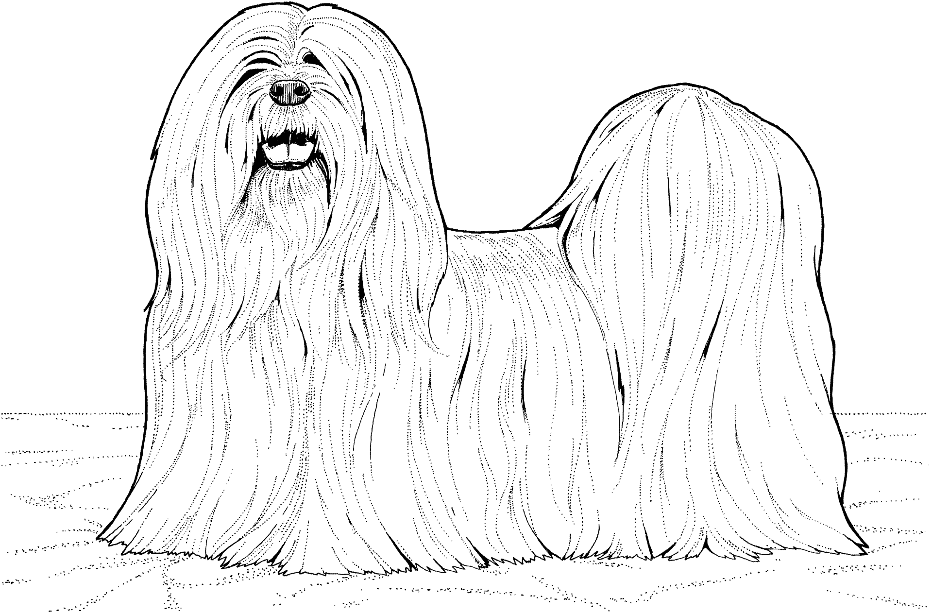 Desenho de Cachorros para colorir e imprimir: número 17