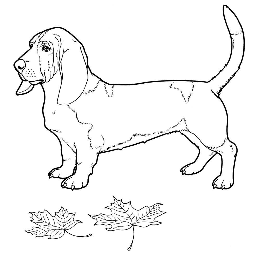 Desenho de Cachorros para colorir e imprimir: número 22