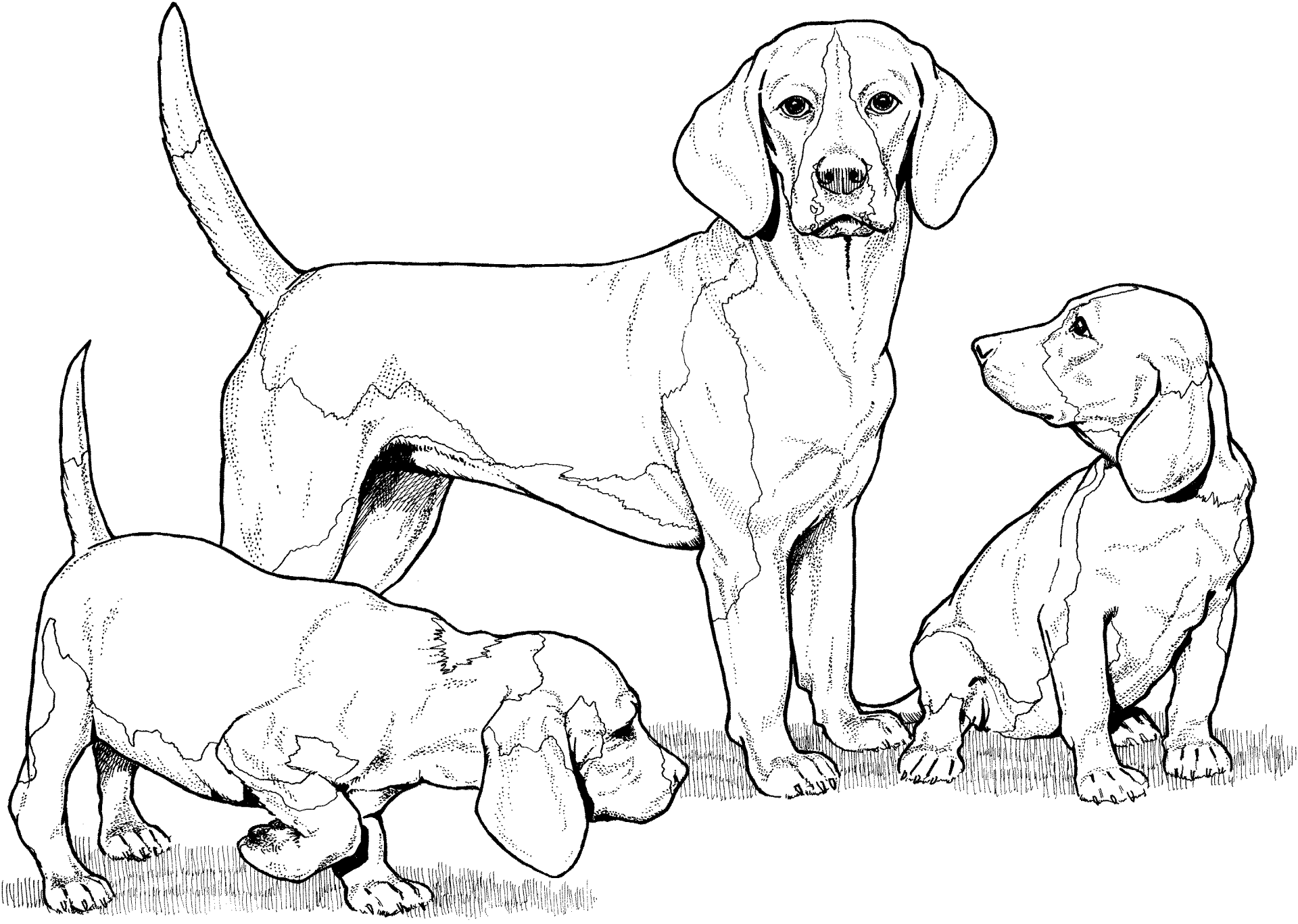 Desenho de Cachorros para colorir e imprimir: número 25