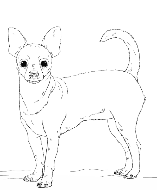 Desenho de Cachorros para colorir