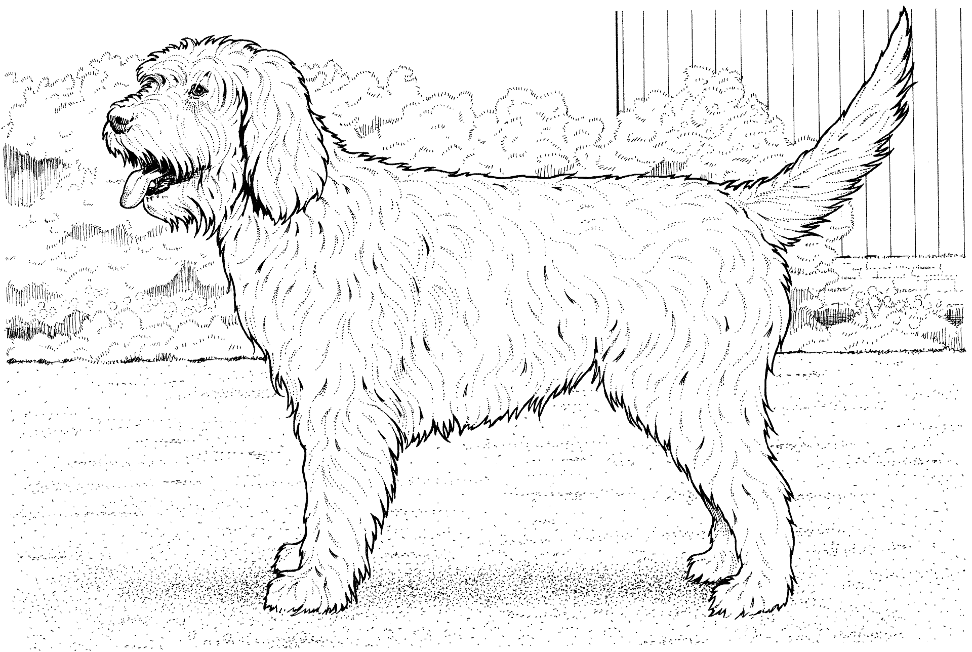 Desenho de Cachorros para colorir