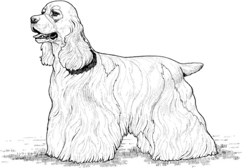 Desenho de Cachorros para colorir