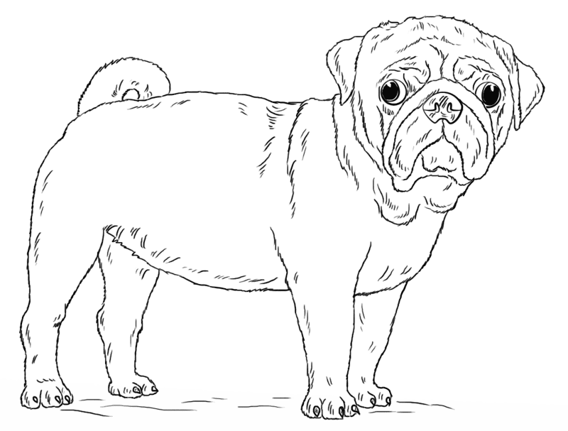 Desenho de Cachorros para colorir