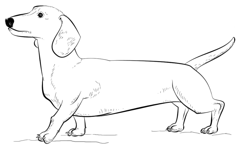 Desenho de Cachorros para colorir