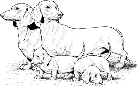 Desenho de Cachorros para colorir