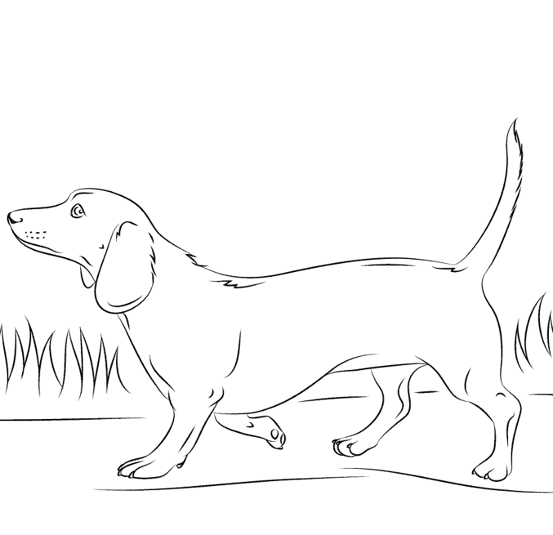 Desenho de Cachorros para colorir