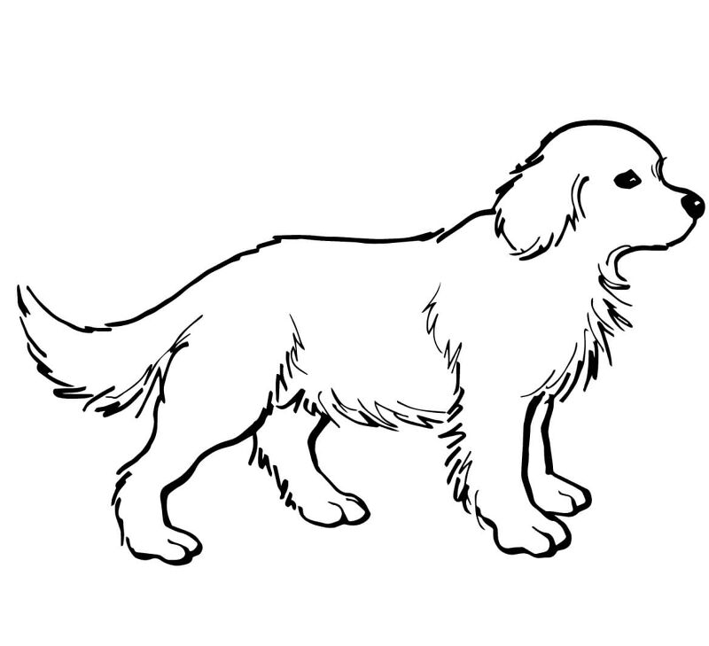 Desenho de Cachorros para colorir
