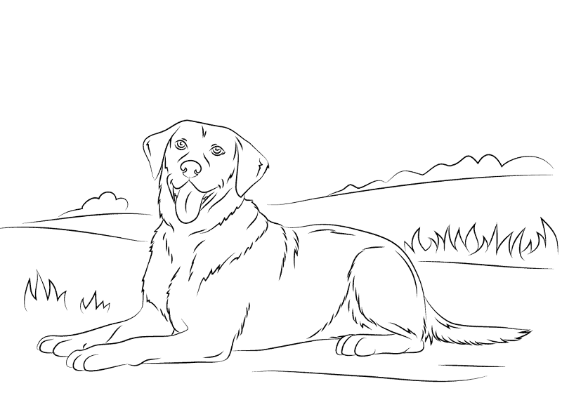 Desenho de Cachorros para colorir