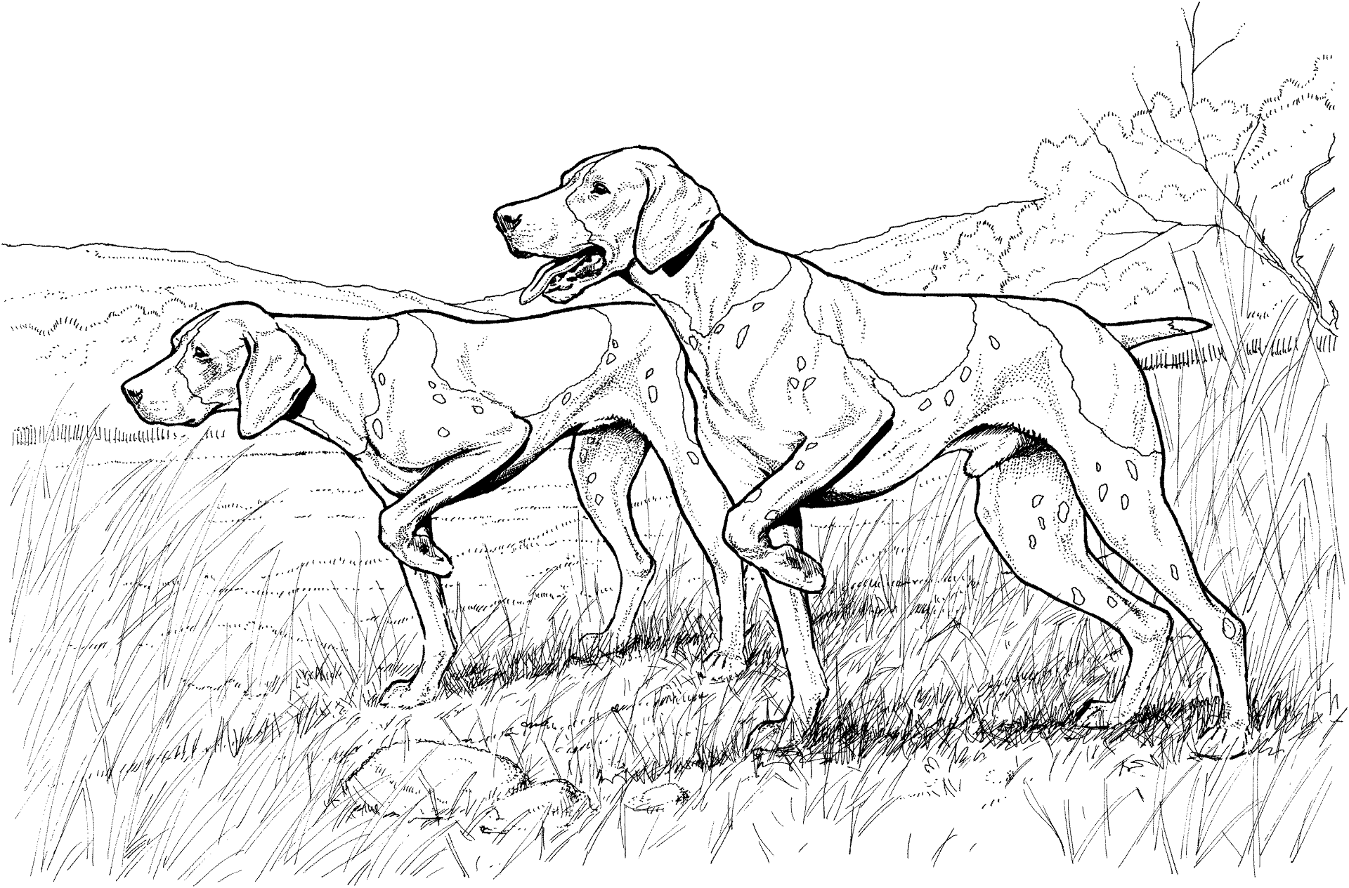Desenho de Cachorros para colorir