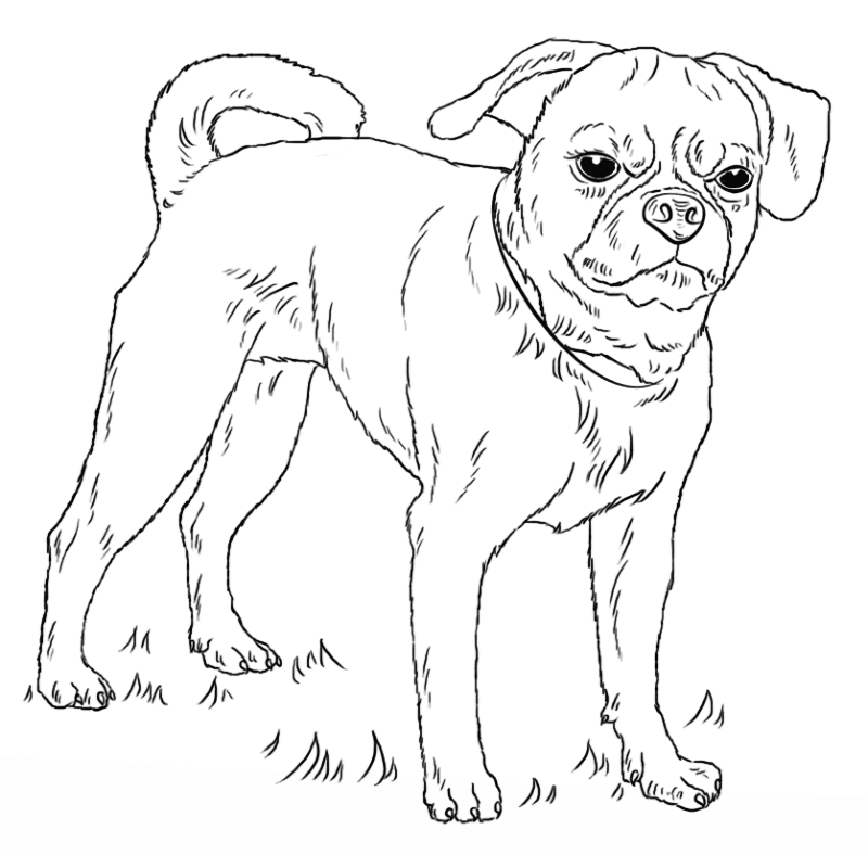 Desenho de Cachorros para colorir