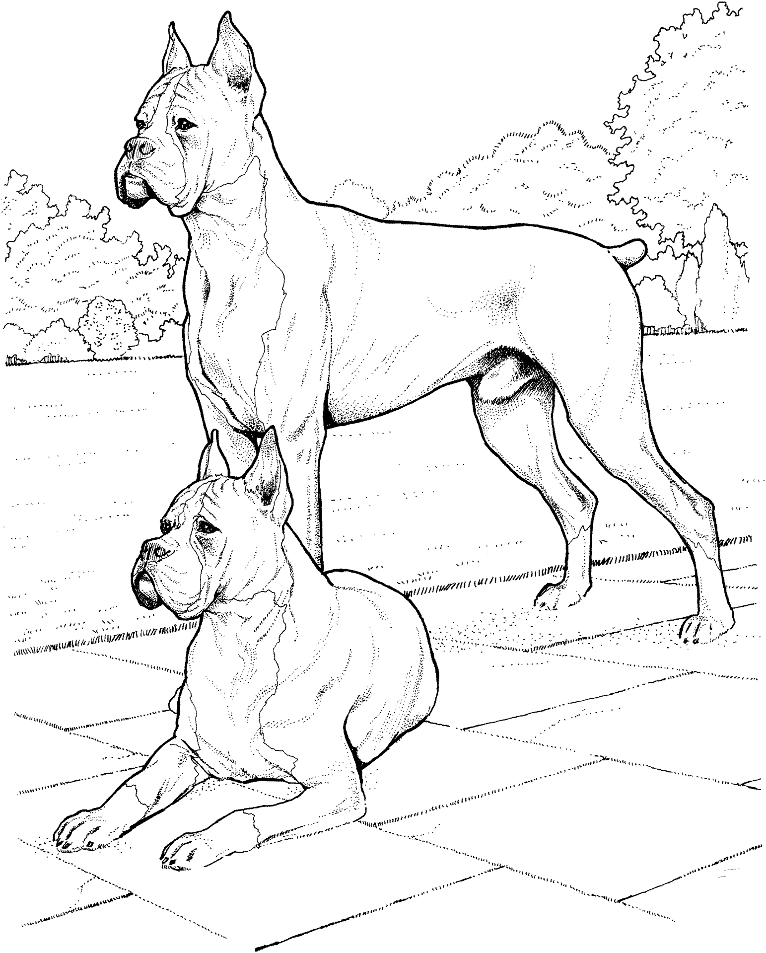 Desenho de Cachorros para colorir
