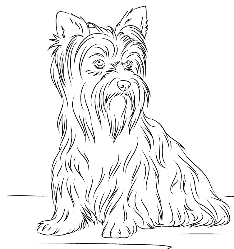 Desenho de Cachorros para colorir