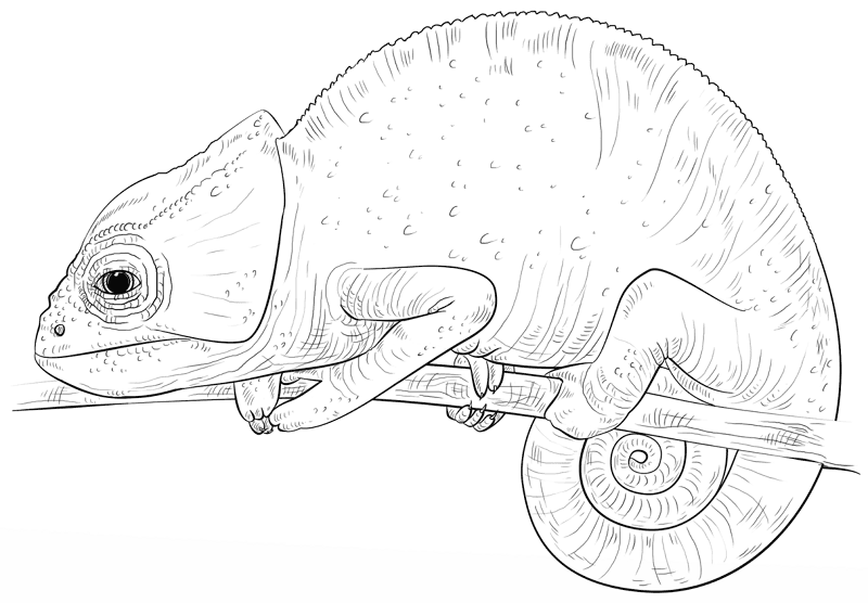 Desenho de Camaleão para colorir e imprimir: número 9