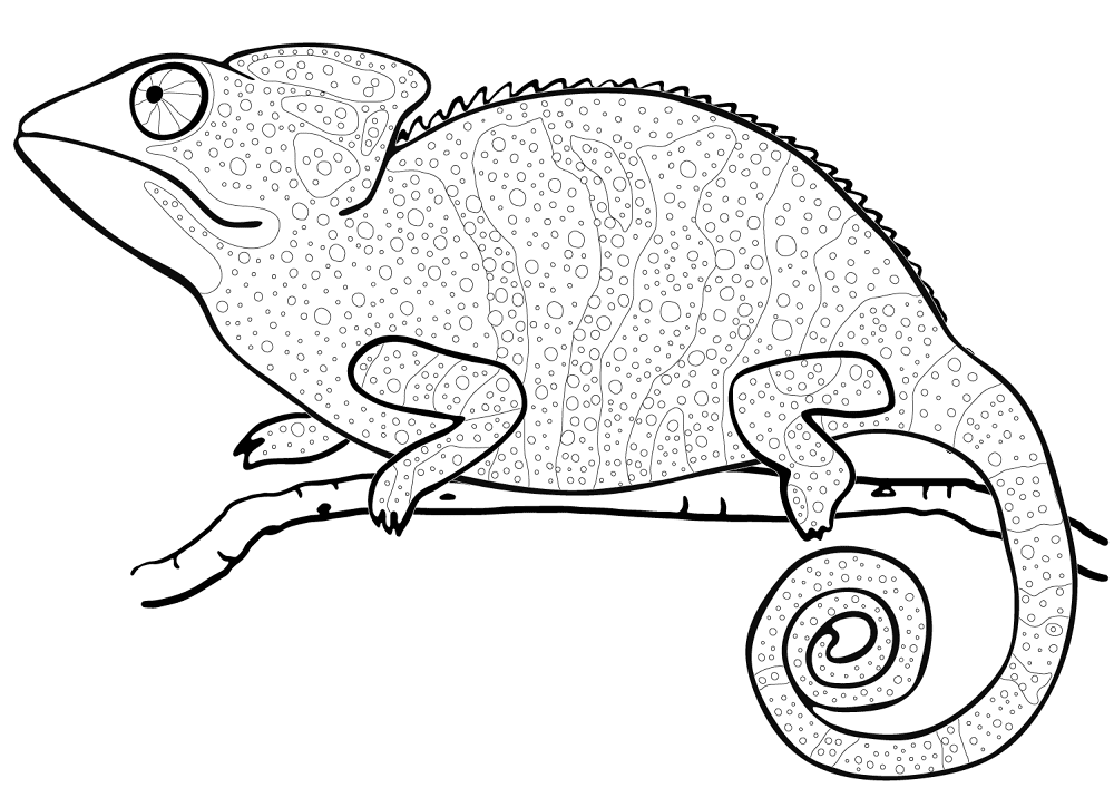 Desenho de Camaleão para colorir e imprimir: número 11