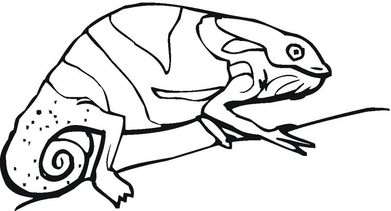 Desenho de Camaleão para colorir e imprimir: número 20