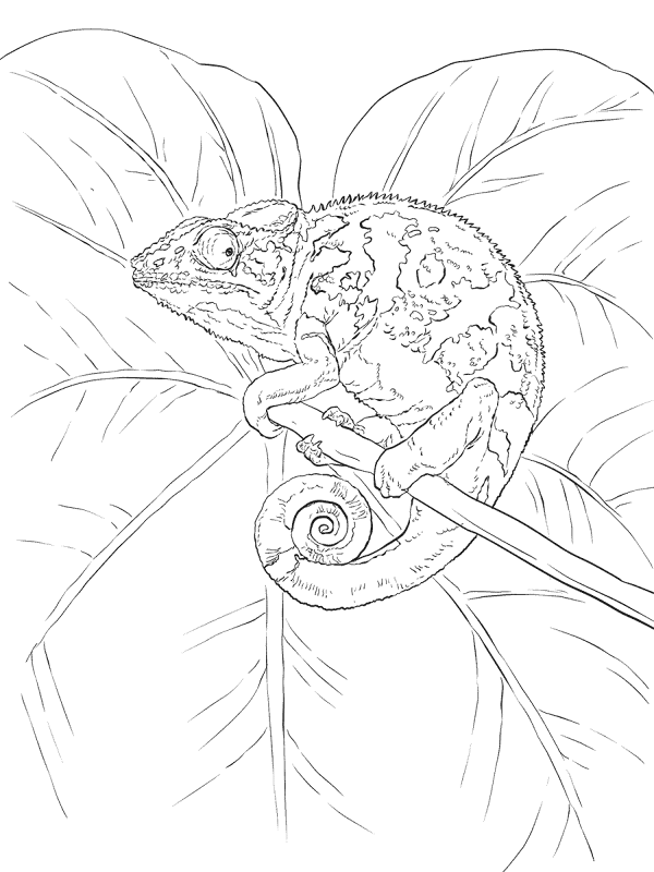 Desenho de Camaleão para colorir e imprimir: número 25