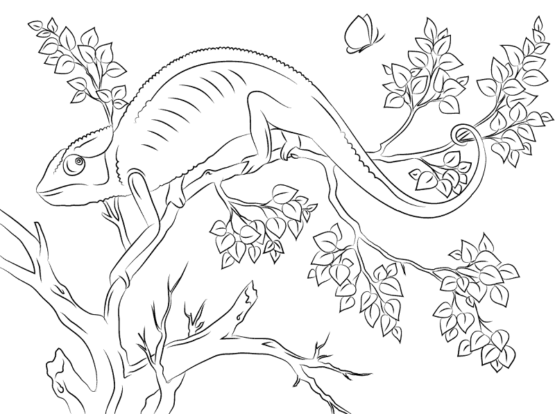 Desenho de Camaleão para colorir e imprimir: número 29