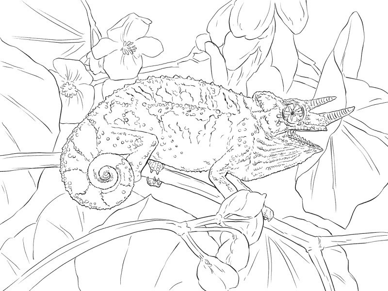 Desenho de Camaleão para colorir e imprimir: número 30