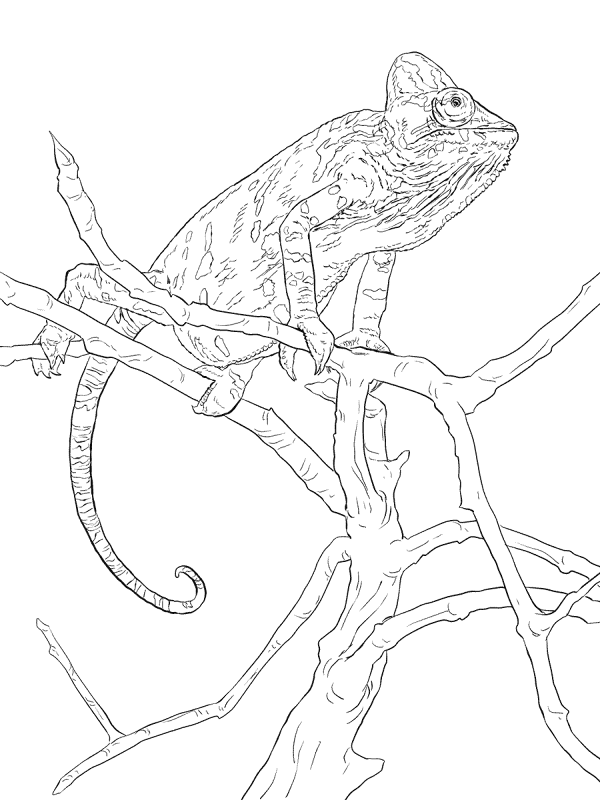 Desenho de Camaleão para colorir e imprimir: número 31