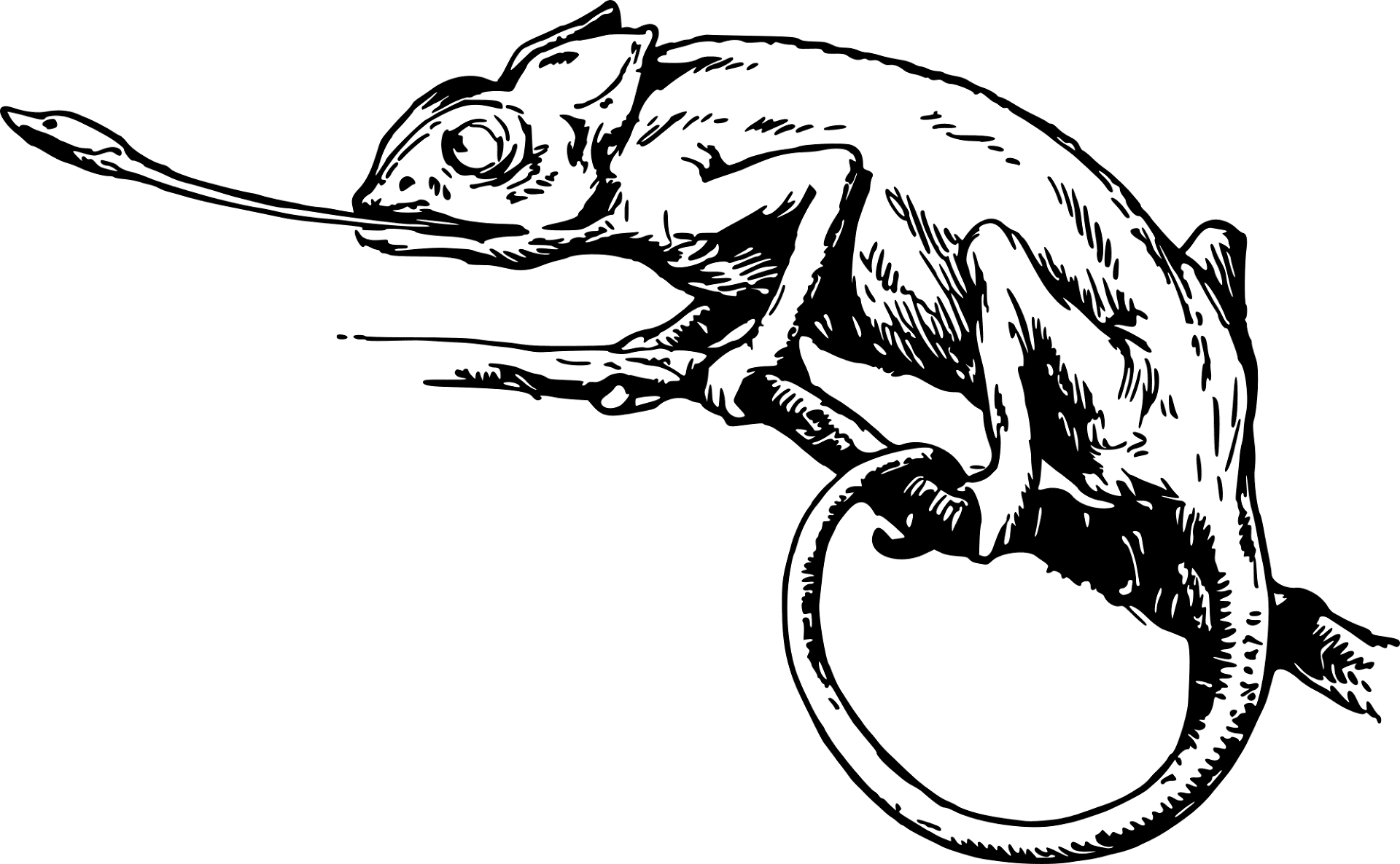Desenho de Camaleão para colorir e imprimir: número 36