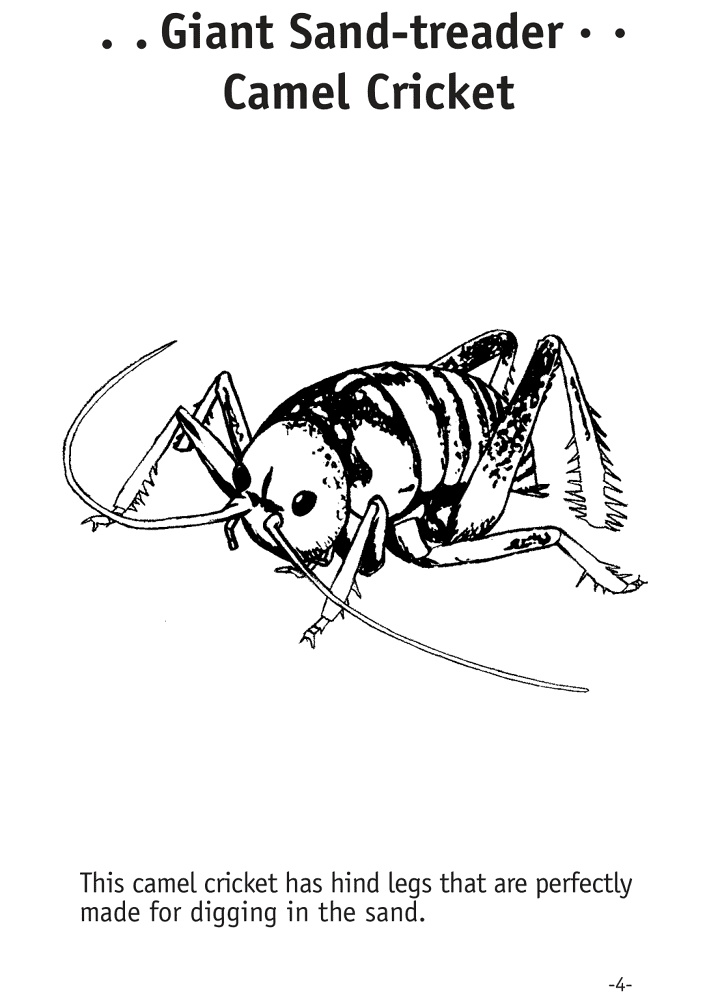 Desenho de Camelos para colorir e imprimir: número 25