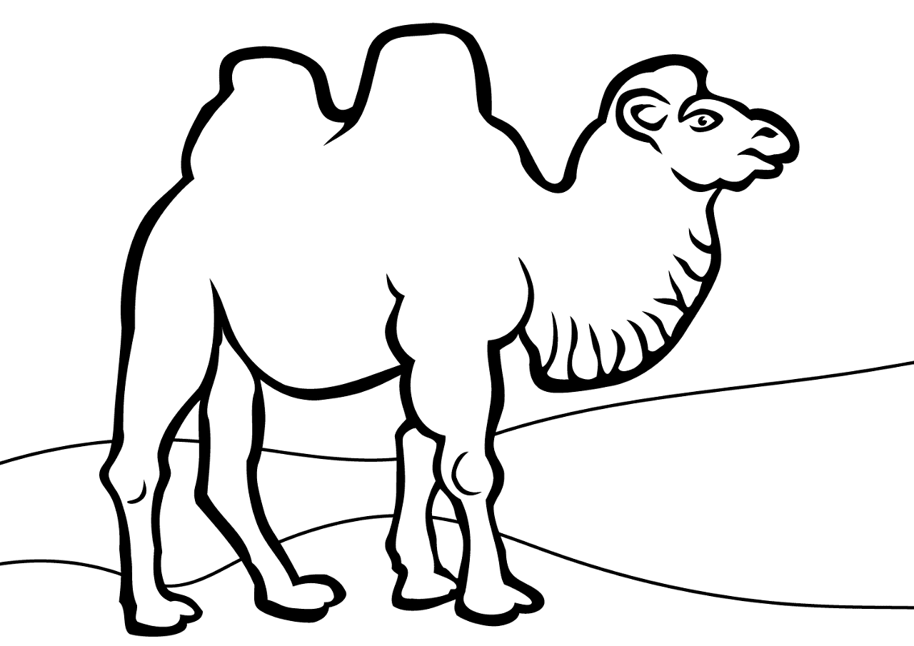 Desenho de Camelos para colorir e imprimir: número 38