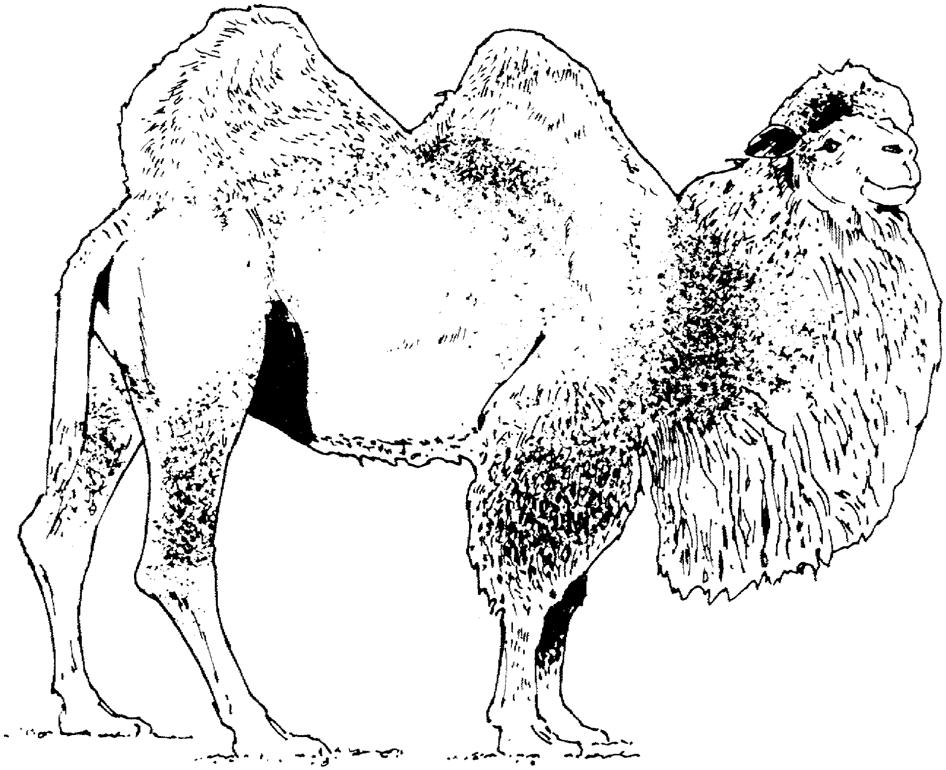Desenho de Camelos para colorir e imprimir: número 39