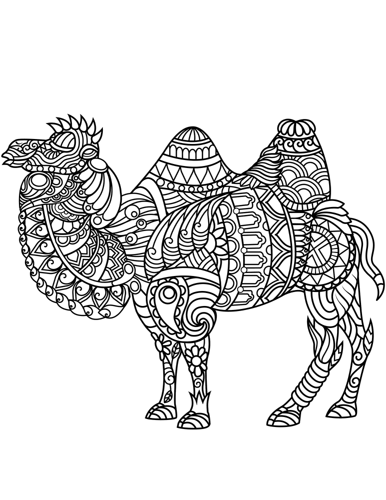 Desenho de Camelos para colorir e imprimir: número 40
