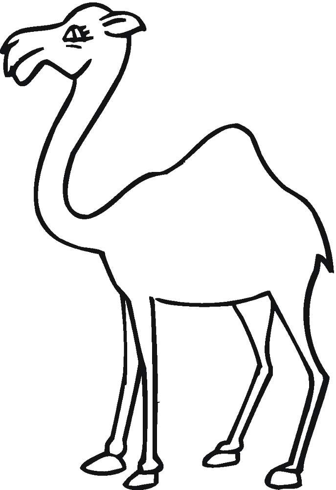 Desenho de Camelos para colorir e imprimir: número 41