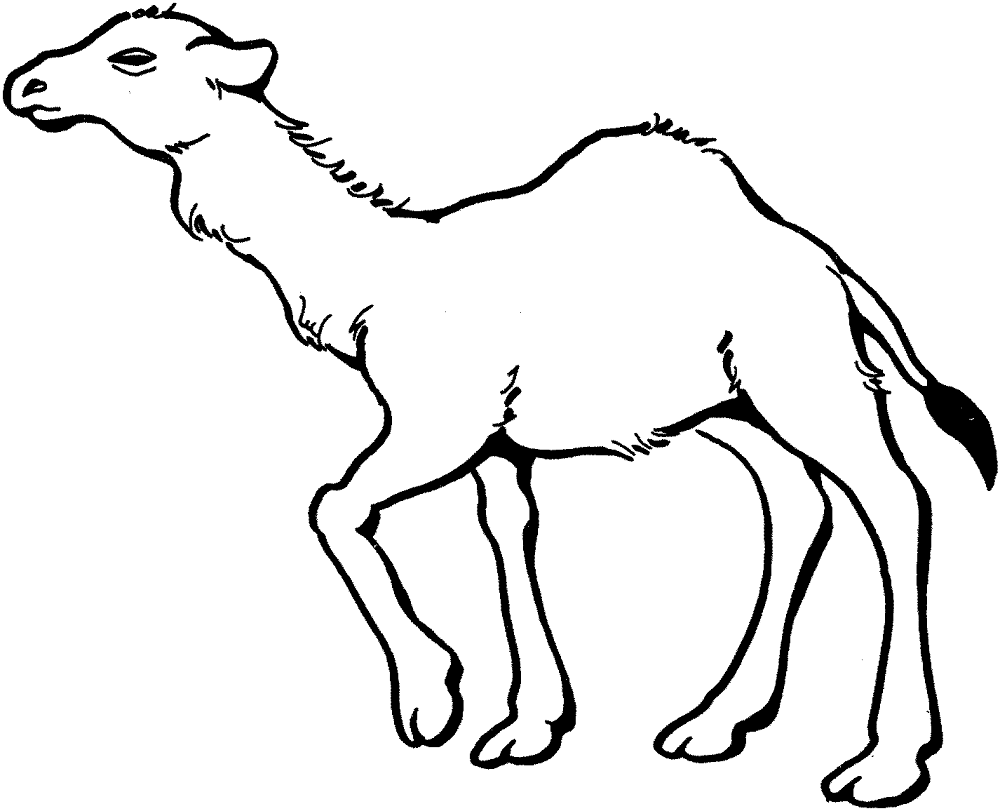 Desenho de Camelos para colorir e imprimir: número 43
