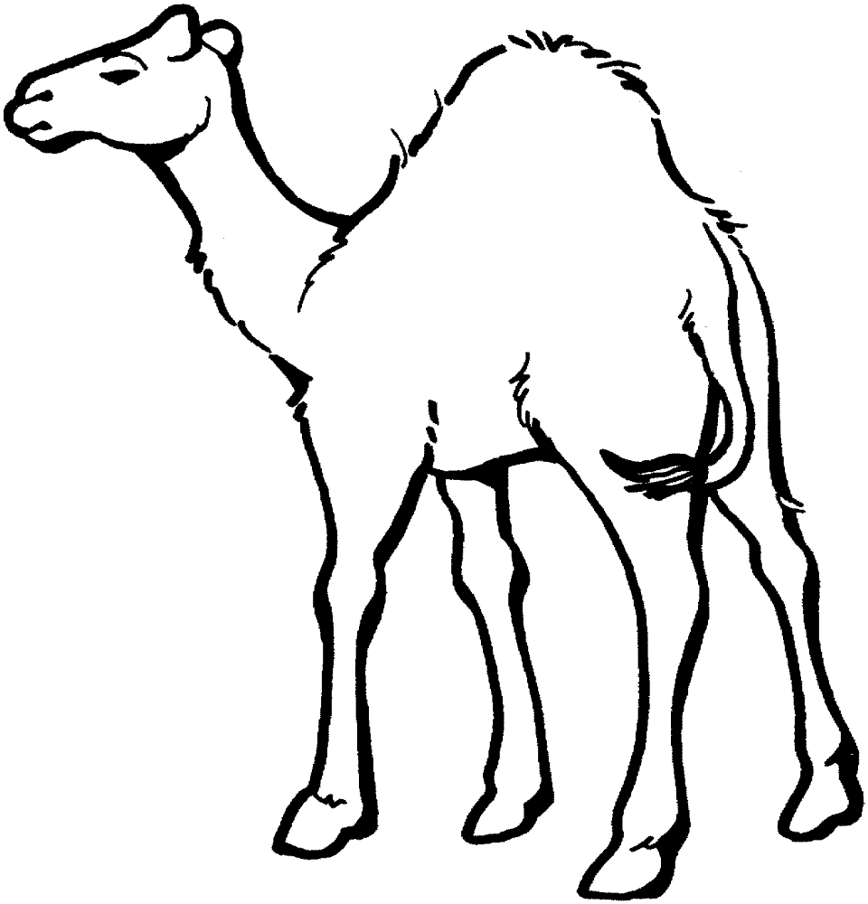 Desenho de Camelos para colorir e imprimir: número 44