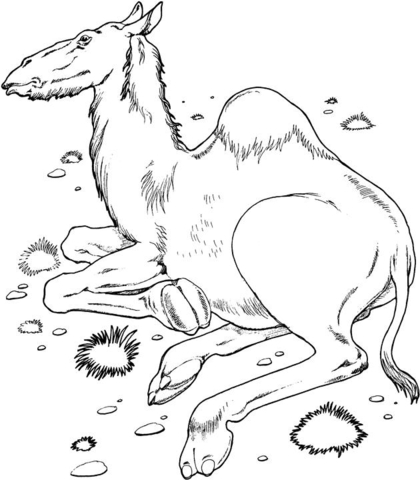 Desenho de Camelos para colorir e imprimir: número 46