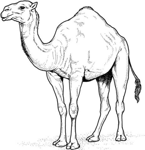 Desenho de Camelos para colorir e imprimir: número 47