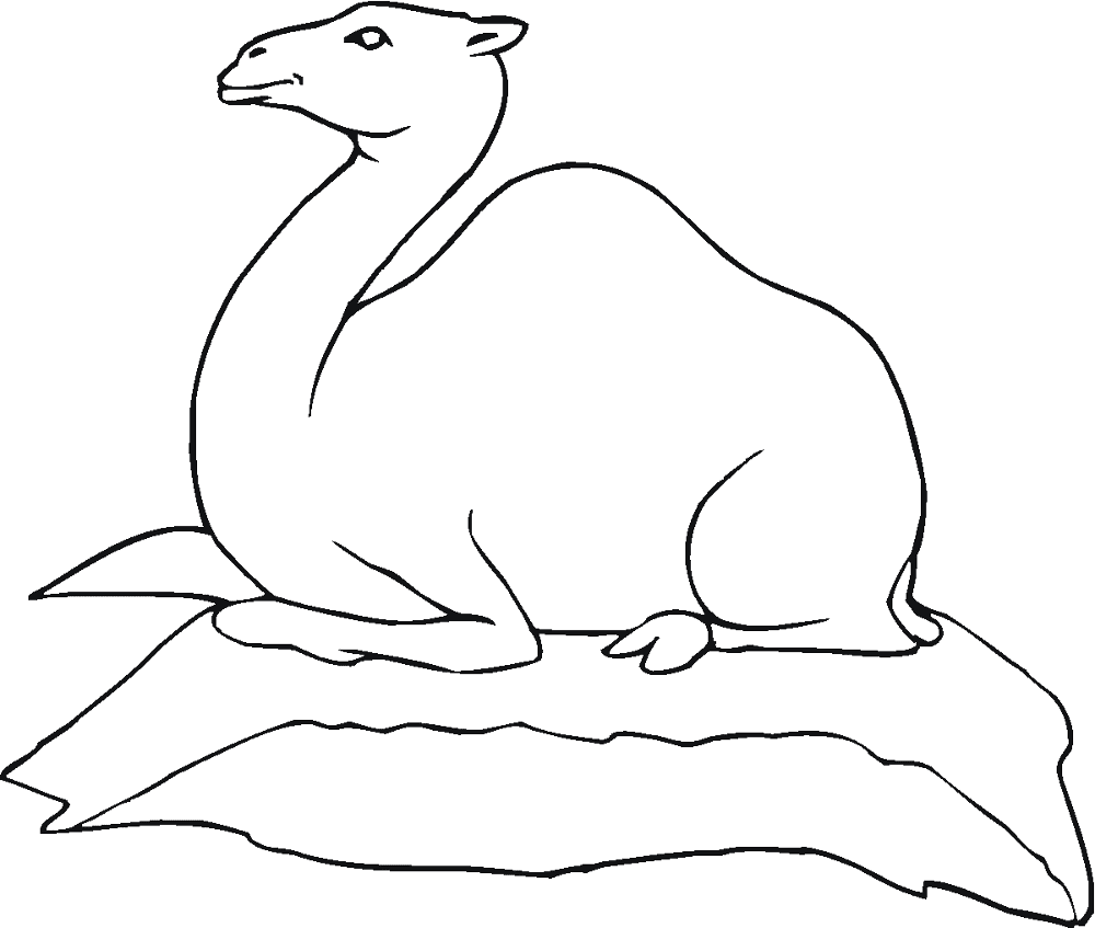 Desenho de Camelos para colorir e imprimir: número 48
