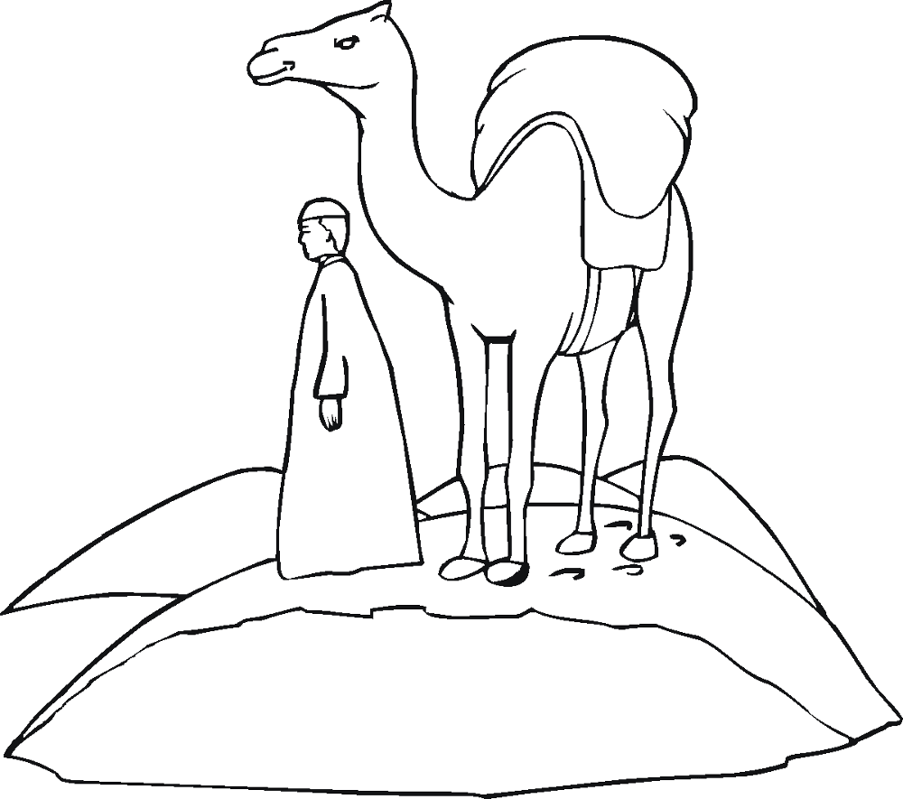 Desenho de Camelos para colorir
