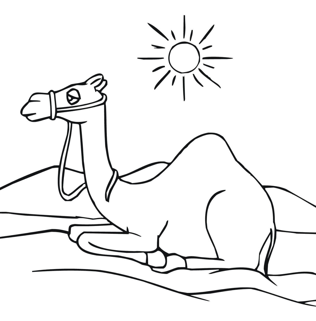Desenho de Camelos para colorir
