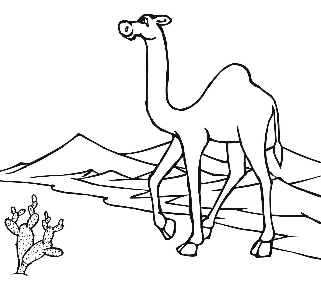 Desenho de Camelos para colorir