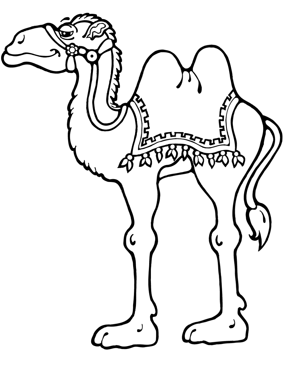 Desenho de Camelos para colorir