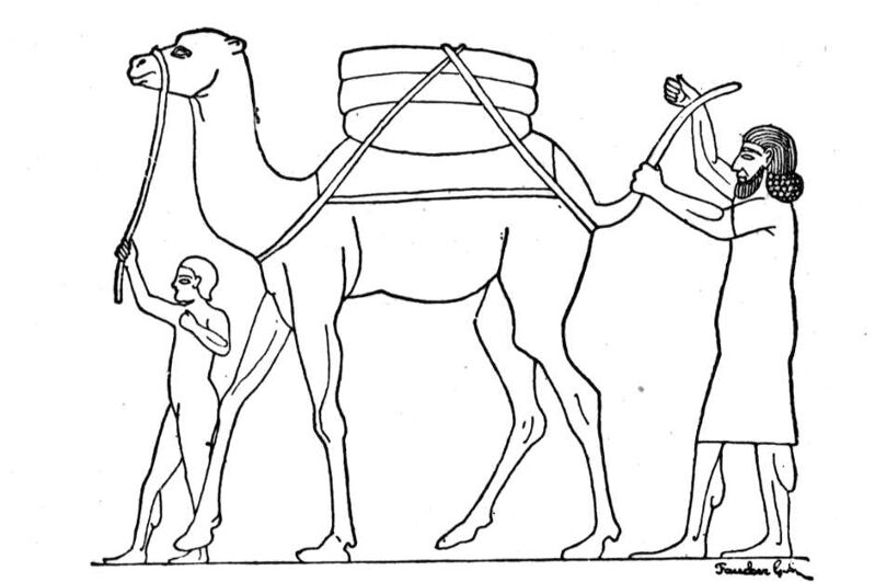 Desenho de Camelos para colorir
