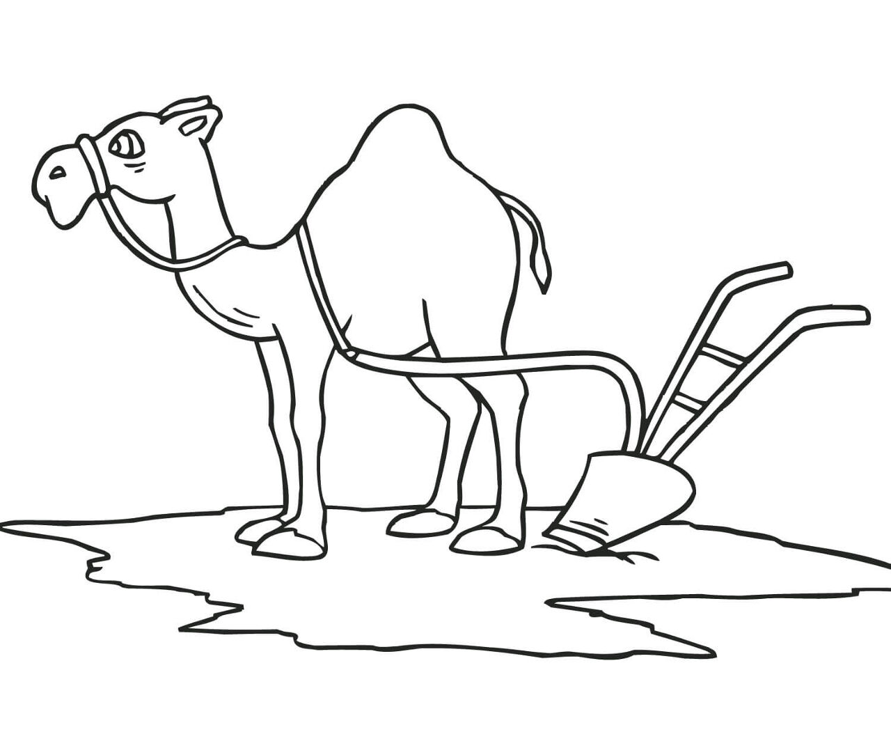 Desenho de Camelos para colorir
