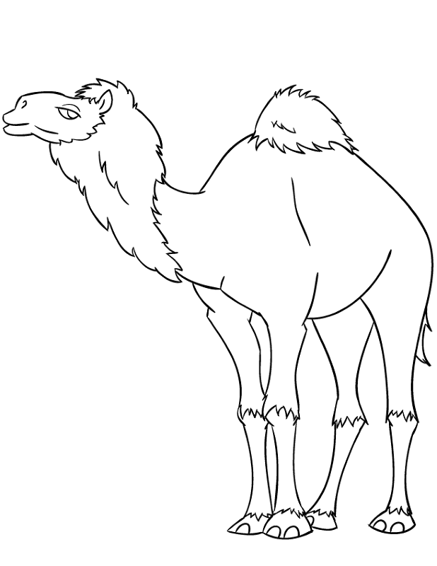 Desenho de Camelos para colorir