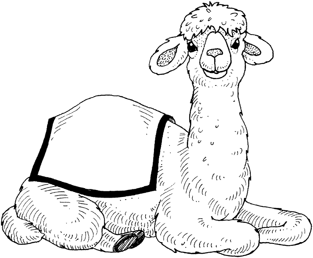 Desenho de Camelos para colorir