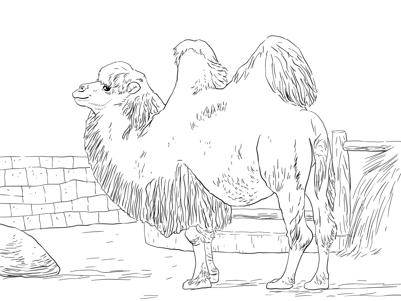 Desenho de Camelos para colorir
